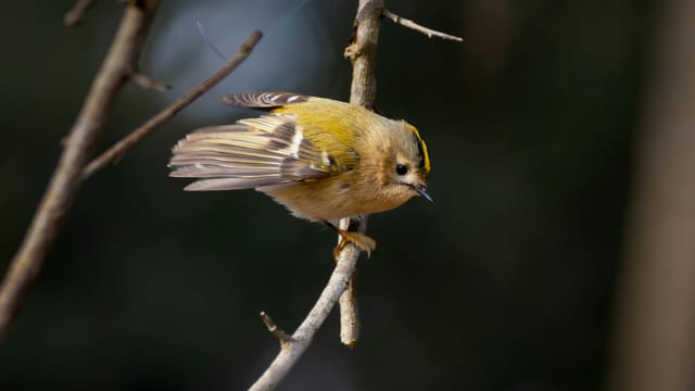 A close-up view of a Golden-crowned Kinglet perched on a bare branch.
