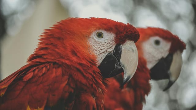 Close-up of two colorful Scarlet Macaws perched outdoors with a natural blurred background.
