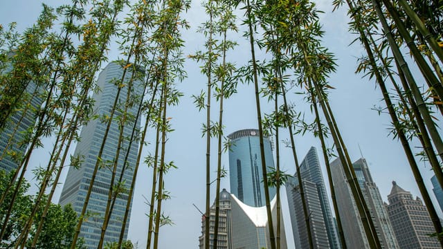 A striking view of bamboo against the modern skyscrapers of Shanghai's business district.