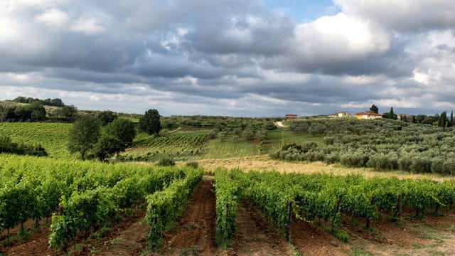 Illustrative image: A scenic vineyard in Siena, Tuscany, showcasing lush vines under a dramatic cloudy sky.