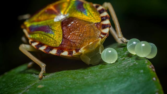 A colorful shield bug closely photographed with its eggs on a green leaf.