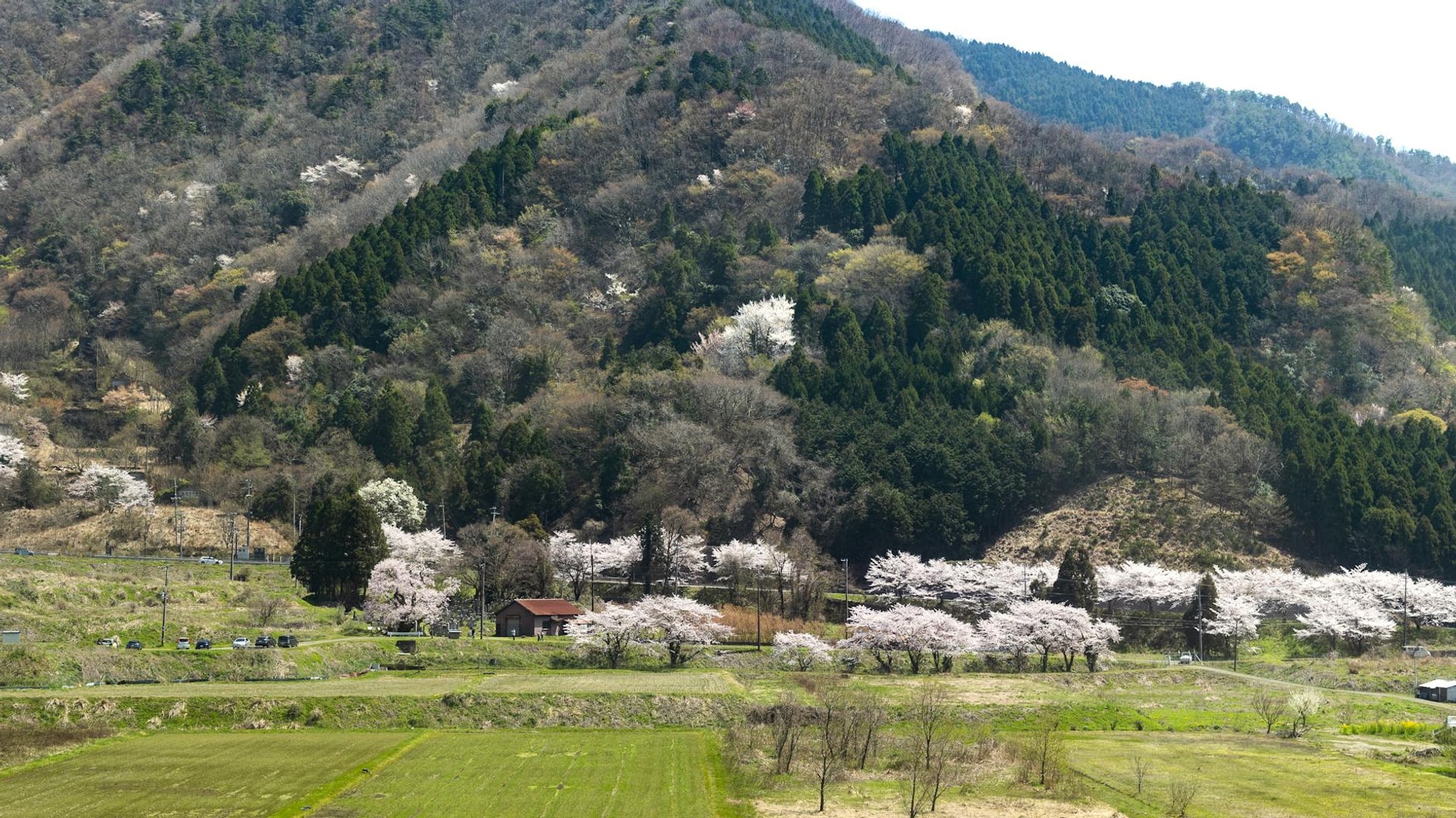 Scenic view of cherry blossoms in a rural valley with mountains in the background.