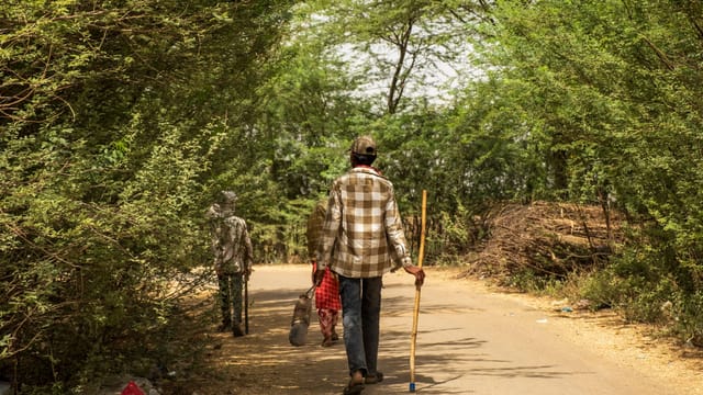 A group walking down a rural road lined with lush trees in Haryana, India.