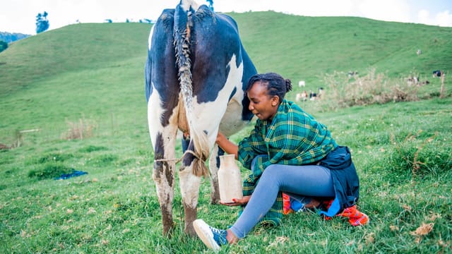 A woman happily milking a cow in a vibrant green pasture, showcasing traditional farming.