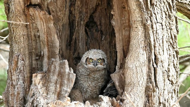 Close-up shot of a young owl camouflaged in a tree hollow in Geneva, IL, showcasing nature's camouflage.