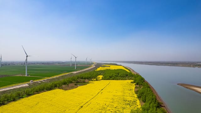 Aerial view of wind turbines by a river with expansive yellow canola fields in Anqing, China.