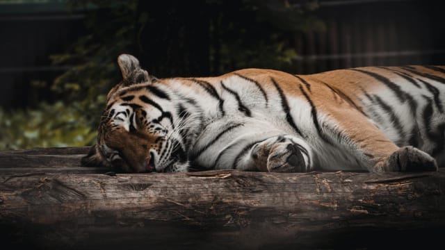 Beautiful Bengal tiger resting peacefully on a log in a serene outdoor setting.