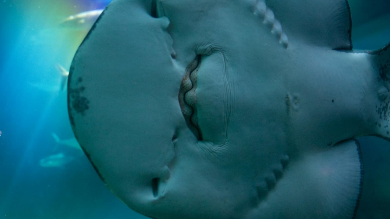 Stunning close-up underwater shot of a stingray in its natural habitat.