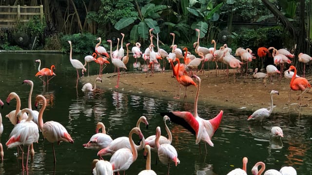 A beautiful group of flamingos by a serene lake in Guangzhou, China, surrounded by lush greenery.