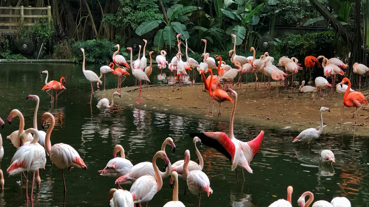 A beautiful group of flamingos by a serene lake in Guangzhou, China, surrounded by lush greenery.