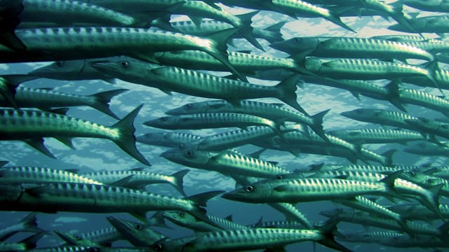 A mesmerizing view of a school of barracuda swimming in the clear waters of Malaysia.