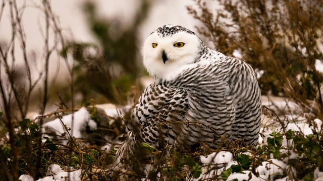 A stunning snowy owl rests in its natural winter habitat, surrounded by snow-covered foliage.