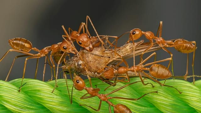 Macro image of red ants collectively carrying prey on green textured surface, showcasing teamwork and nature details.