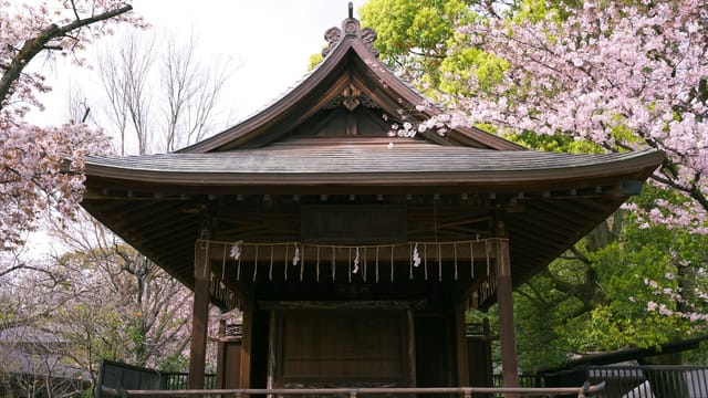 A serene view of a traditional Japanese shrine surrounded by blooming cherry blossoms in Taito City, Tokyo.