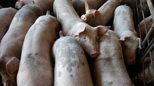 A close-up view of pigs crowded in an indoor farming facility.
