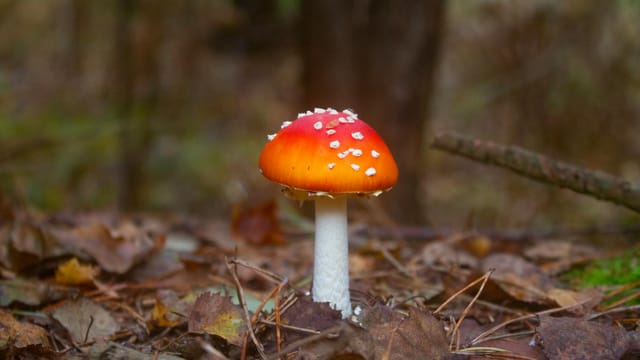 Close-up of vibrant Amanita muscaria mushroom in a forest in Crowthorne, UK.