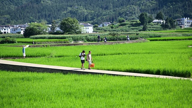 People walking along a picturesque path through vibrant rice terraces with distant hills.