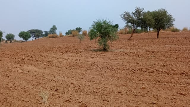 Farming Area - Growing Crops