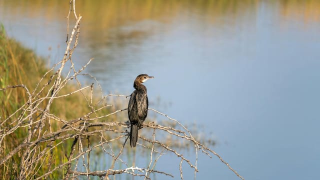 A cormorant bird rests on a branch by a calm lake in Jamnagar, India.
