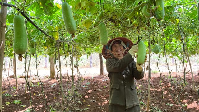 A happy gardener in a vibrant hat picking hanging winter melons from vines in a sunlit outdoor garden.