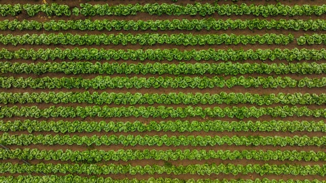 Aerial view of neatly organized green lettuce field rows showcasing modern agricultural practices.