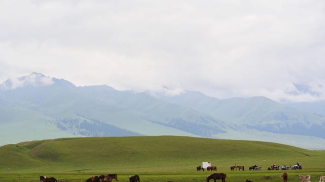 Peaceful view of horses grazing in the lush Xinjiang grasslands with mountain backdrop.