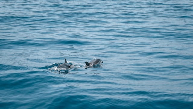 Dolphins gracefully swimming in the Atlantic Ocean's clear waters off the coast of Spain.