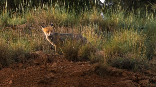A beautiful red fox standing among grass in Tabriz, Iran. Perfect wildlife capture.