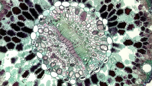 Microscopic view of a plant cell cross-section highlighting vibrant structures and patterns in bioscience research.