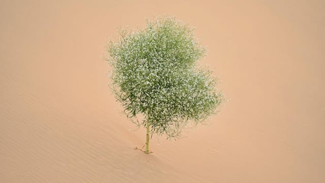 Aerial view of a lone bush growing in the sandy desert of Inner Mongolia, China.