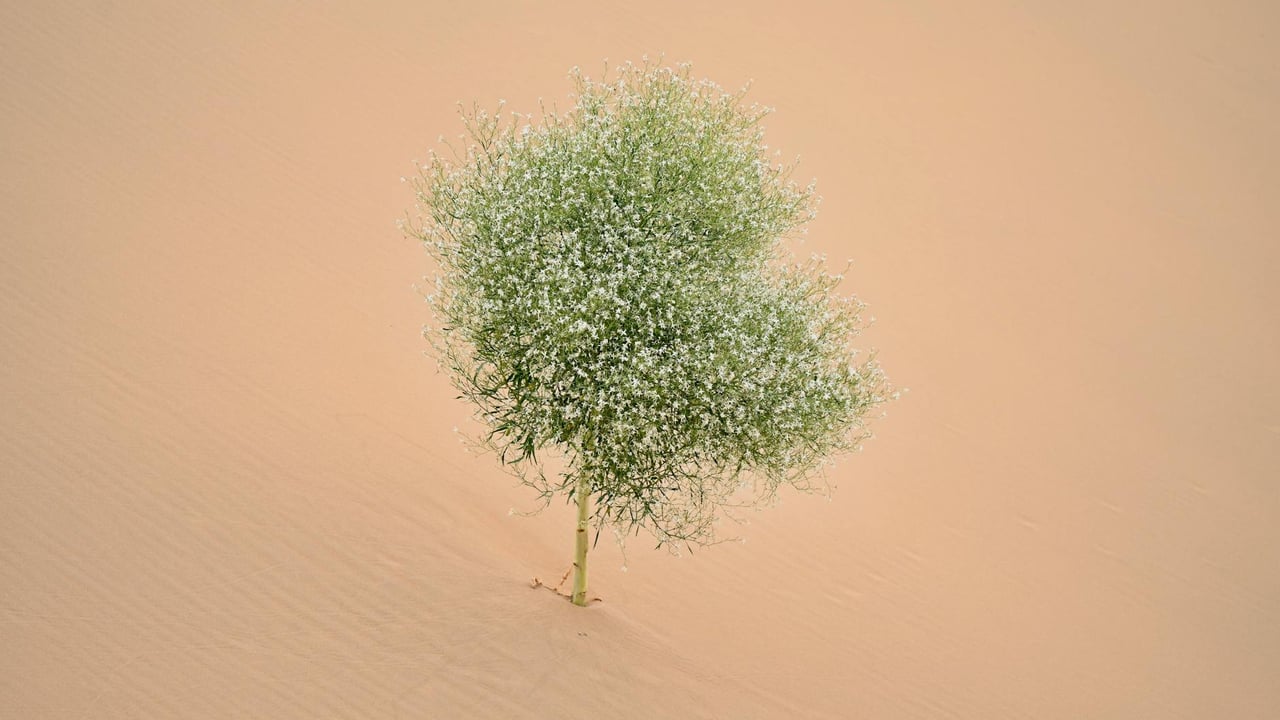 Aerial view of a lone bush growing in the sandy desert of Inner Mongolia, China.