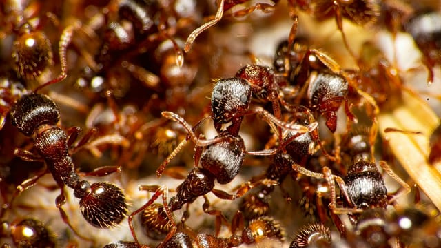 Macro photograph showcasing a colony of red ants in Bursa, Türkiye, interacting with their surroundings.