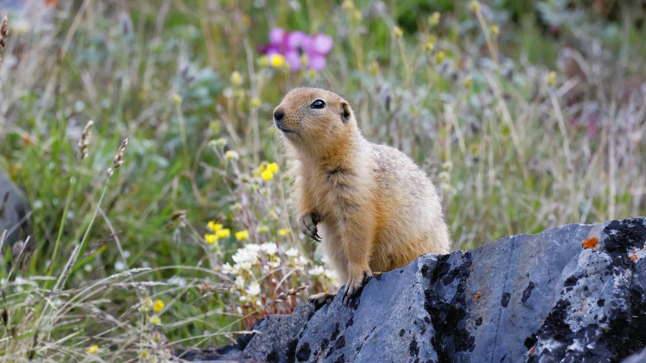 A ground squirrel standing on a rock surrounded by vibrant wildflowers in Whale Cove, Nunavut.