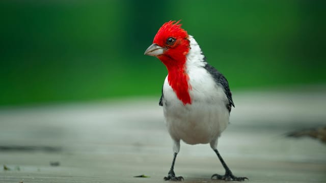 A striking red-crested cardinal stands gracefully in the lush greenery of Vicente López, Argentina.