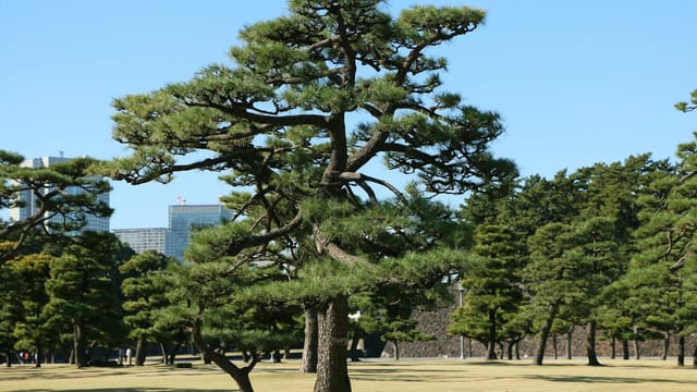 A lone pine tree stands in the lush green park in Tokyo, with a backdrop of urban skyscrapers.