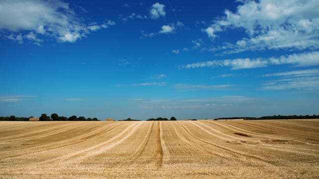 Expansive golden farmland stretches beneath a clear blue sky in Knebworth, England.