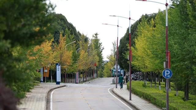 Serene city street view featuring autumn foliage and minimal foot traffic.