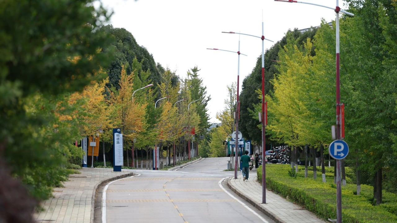 Serene city street view featuring autumn foliage and minimal foot traffic.