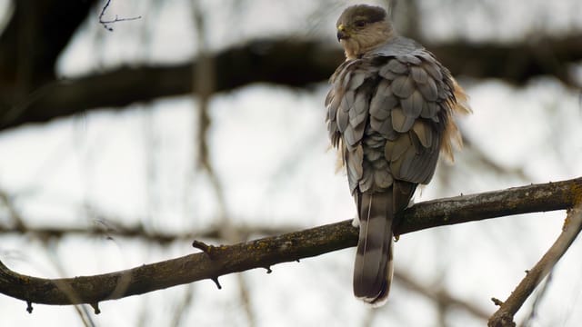 Close-up of a Shikra hawk perched on a tree branch, showcasing detailed plumage.