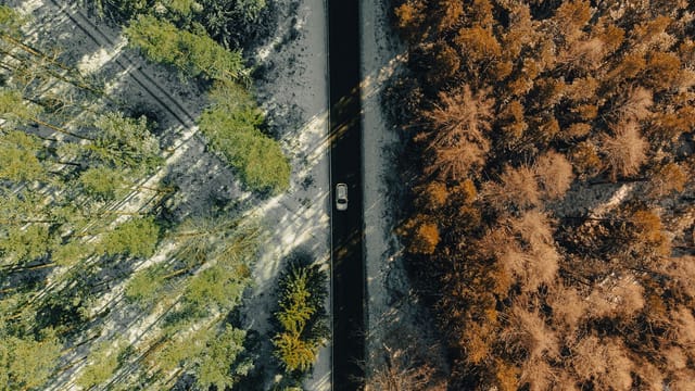 Drone shot of a car driving through a winter forest dividing green and brown trees in Ilmenau, Germany.