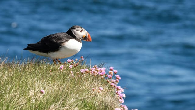 A puffin perched on a grassy cliff with pink flowers by the ocean in Scotland.