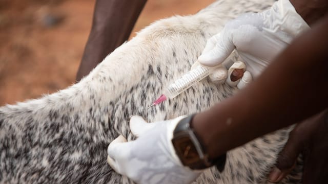 A veterinarian giving an injection to a spotted animal outdoors, showcasing animal healthcare practices.