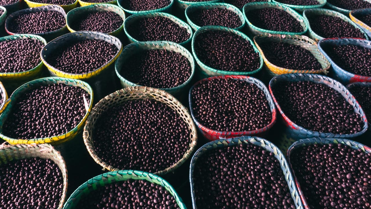 Colorful baskets filled with acai berries at a market in Belém, Pará, showcasing local culture and sustainability.