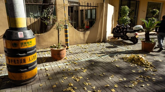 Street in Luoyang during autumn with fallen leaves, motorcycle, and plants.