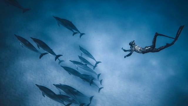 From above of fit anonymous person diving in clear blue water of sea near flock of calm dolphins near sand bottom in soft daylight