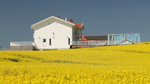Beautiful rural house surrounded by a vibrant yellow canola field under a clear blue sky.