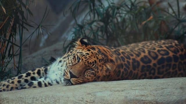 A leopard resting peacefully on a rock in a natural habitat setting, showcasing its majestic spotted coat.