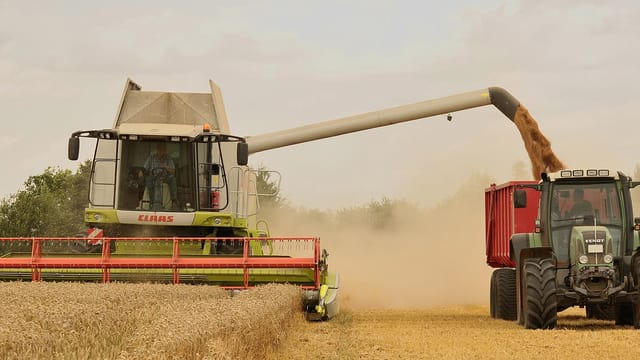 Unload wheat by the combine Claas Lexion 584
