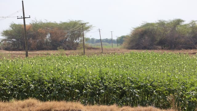 Okra farming land, agriculture of Ramanathapuram, bhindi, ladies finger farming
