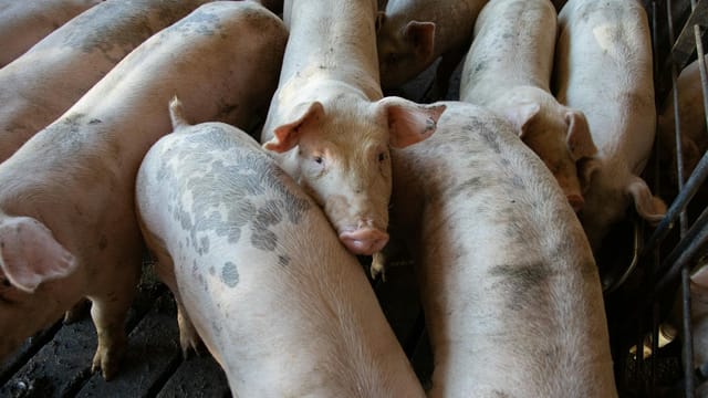 Close-up of a large group of pigs in a pigpen on a farm.